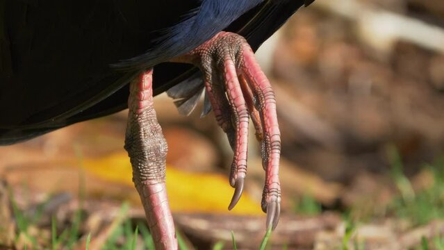 Closeup of the foot of a purple swamphen also known as pukeko or gallinule