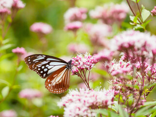 夏の終わりを感じるアサギマダラの吸蜜