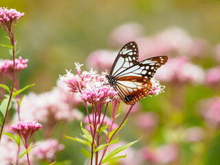 夏の終わりを感じるアサギマダラの吸蜜