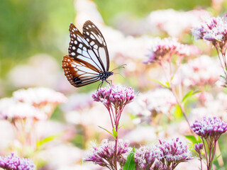 夏の終わりを感じるアサギマダラの吸蜜