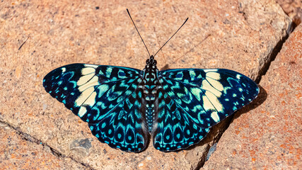 Macro of Hamadryas amphinome, red cracker butterfly on a sunny summer day