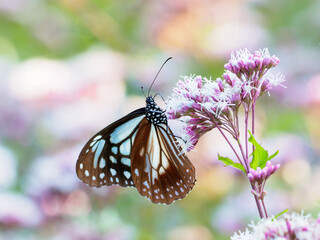 夏の終わりを感じるアサギマダラの吸蜜
