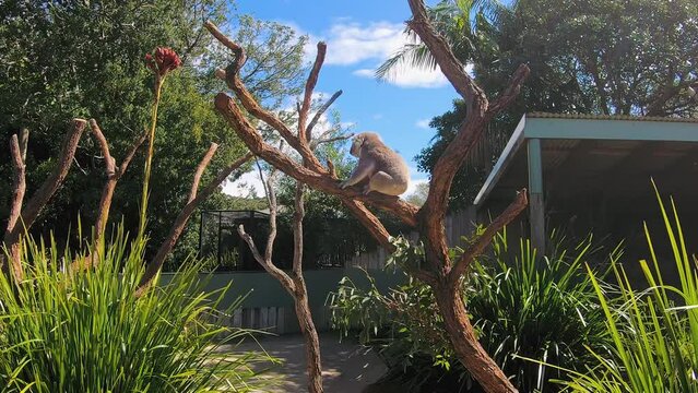 4k Video - A cute koala is resting on a gum tree trunk at Symbio Wildlife Park in southern Sydney, NSW, Australia. The animal is feeding exclusively on Eucalyptus leaves.