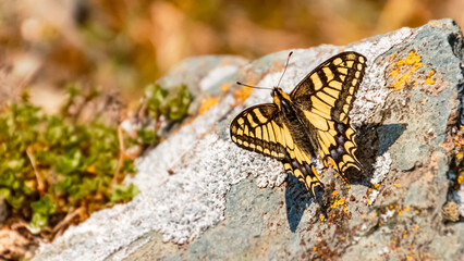 Papilio machaon, swallowtail butterfly, on a sunny summer day at Brixen im Thale, Tyrol, Austria