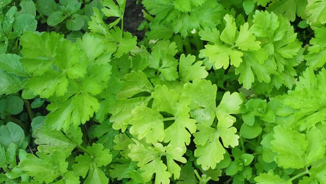 close-up of leaves of green celery growing on a plantation in summer.harvest of green vegetables. health benefits of celery