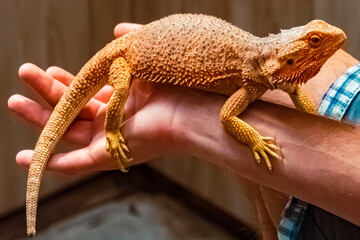 Pogona vitticeps, bearded dragon, sitting on a human arm on a sunny summer day