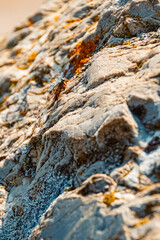 Rhagio scolopaceus, downlooker snipefly, sitting on a rock at Hochbrixen, Brixen im Thale, , Tyrol, Austria