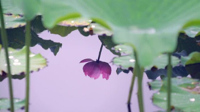 水面に映る蓮の花