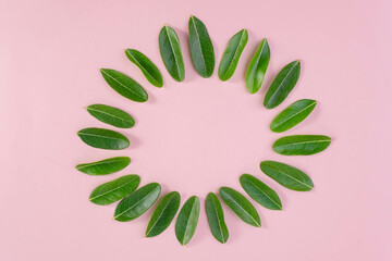 Green round frame with small leaves. Decorative circle frame with tropical leaves on pink background.