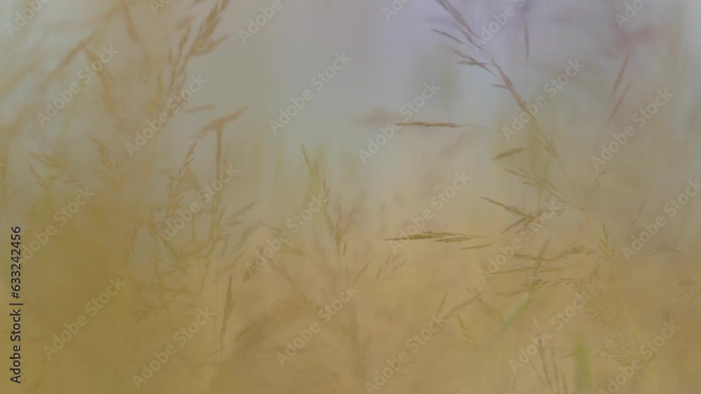 Poster wonderful view of wild grasses swaying in the wind - a macro close-up of sparsely arranged plants
