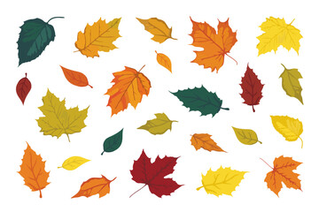 A set of Fallen leaves, flat design style illustration in vibrant Autumn colors, editable objects on white background