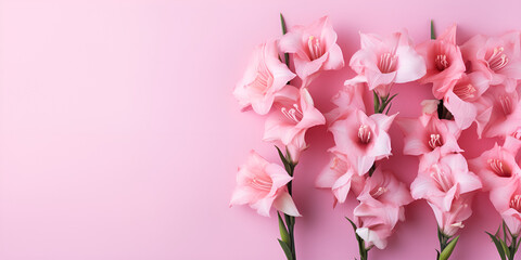 pink tulips, Beautiful pink Gladiolus flowers on a pink
