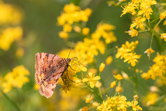 Brown moth Euclidia glyphica on yellow flowers