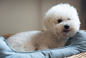 Bichon Frise close up