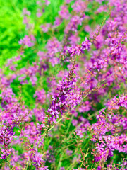 (Lythrum virgatum) Clump-forming perenial with narrow hairless mid-green leaves and starry reddish-purple flowers in loose open flower spikes 
