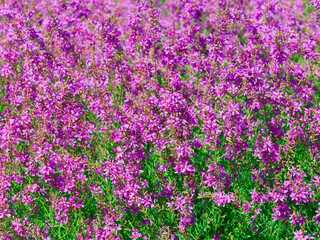 Summer-flowering of starry pink to purple bloom of wand loosestrifes (Lythrum virgatum)
