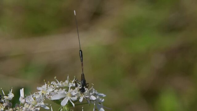 Parasitic Wasp (Gasteruption jaculator) female feeding on an umbellifer. August, Kent, UK [Slow motion x5]