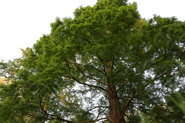 Fototapeta premium Beautiful tree with green leaves growing outdoors, low angle view