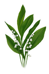 Botanical illustration, snowdrops, forest flowers, spring, no background