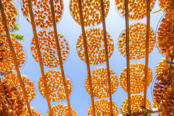 Dry freshly harvested persimmons in factory