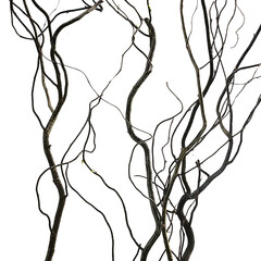 Silhouette dry branches abstract high contrast on white background