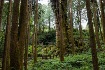 Forest landscape in alishan national forest recreation area