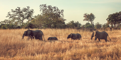 Elephant family walking in the wild