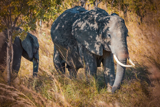 Mother anb baby African elephants