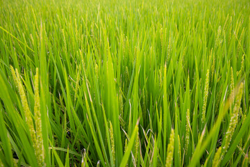 Fototapeta na wymiar Paddy rice field in countryside