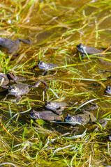 Number of frogs spawning in a shallow pond