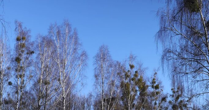 leafless trees in sunny weather in spring, tree branches without foliage in early spring