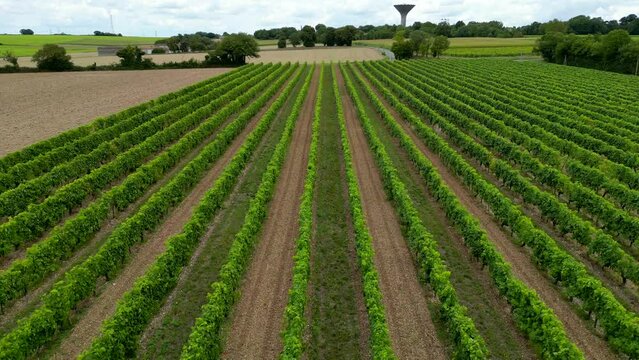 Aerial view charentes maritime, region of Cognac, vineyards of cognac near asnieres la giraud, region of the cognac appellation, High quality 4k footage