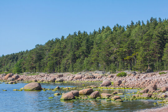 Eastern part of Gulf of Finland, Baltic Sea. Birch Islands. Island coniferous forests (European pine) and marine forb meadows. Abundance of erratic boulders after glaciation epoch, boulder beach