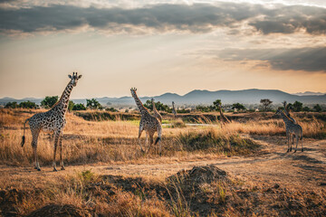 Wild African giraffes at sunrise - obrazy, fototapety, plakaty
