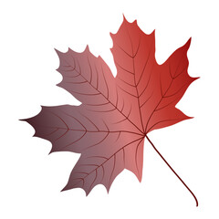 Autumn maple leaf isolated on a white background. Vector illustration