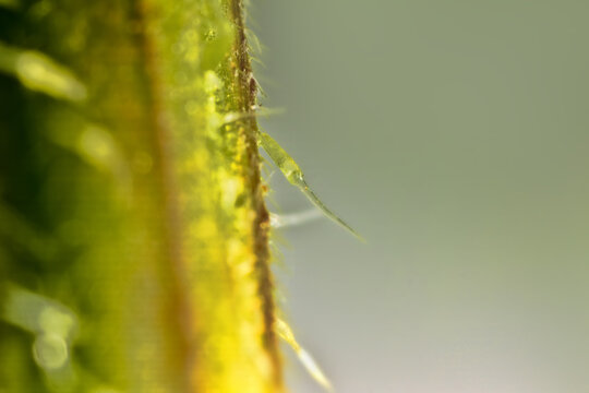 Urticating hair (stimulus, cnida) of nettle. Visible glandular trichomes with burning acetylcholine. Nidle breaks off, fluid from retort-shaped cell enters skin. Stinging nettle (Urtica dioica) macro