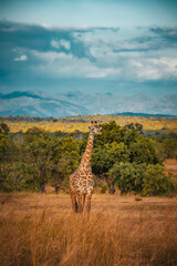 Fototapeta premium Wild African giraffe in Tanzania