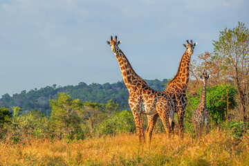 Wild African giraffes at sunrise