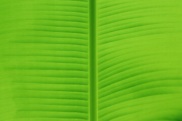 nature background of Texture on Green Banana Leaf. Detail of new green banana palm leaf.