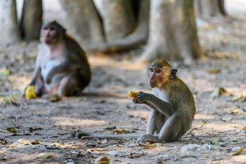 Obraz premium Young macquaqe monkey eating a mango left behind by tourists, Siem Reap, Cambodia