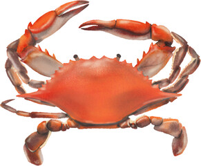 리얼한 빨간색 꽃게 정면 일러스트