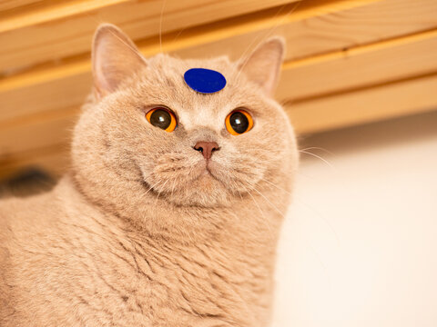 Naklejki Portrait of cute chubby British short hair cat with a price tag sticker attached on forehead. Fun with pets concept.