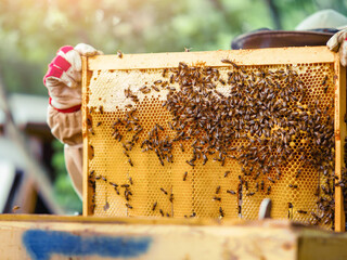 Beekeeper holding frame with honey comb. Selective focus. Agriculture industry. Production of sweet...