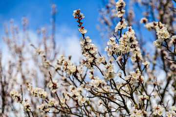 Beautiful apricot tree blossoming at spring