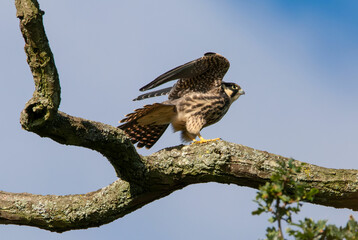 Juvenile Hobby (Falco subbuteo) c. 7-8 weeks old, branching and learning to fly