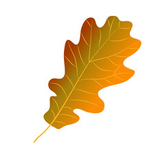 Obraz premium Realistic Oak Leaf vector isolated on white background. Autumn brown and yellow leaf for your design