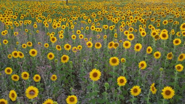 wonderful views of the sunflower fields, the beauty of the sunset and the power of agriculture