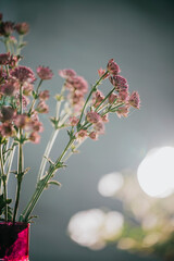 flowers in the morning