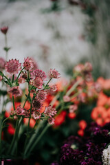 Colorful flowers in the garden
