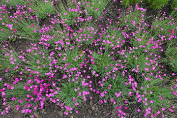 Top view of Dianthus deltoides with magenta colored flowers in May